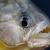 Pestii Piranha ataca plajele din Brazilia